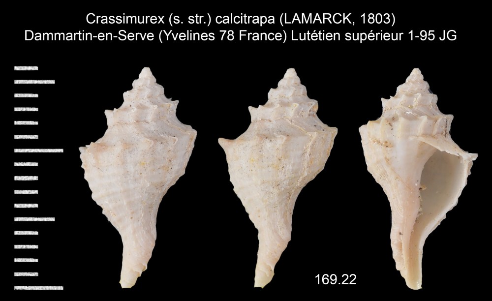 245099024_Crassimurex(s_str.)calcitrapa(LAMARCK1803).thumb.jpg.453a54554f378c6b61a5069e5d1fbbc4.jpg