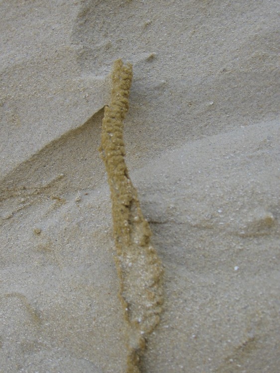 le guepelle coupe du23 029.jpg