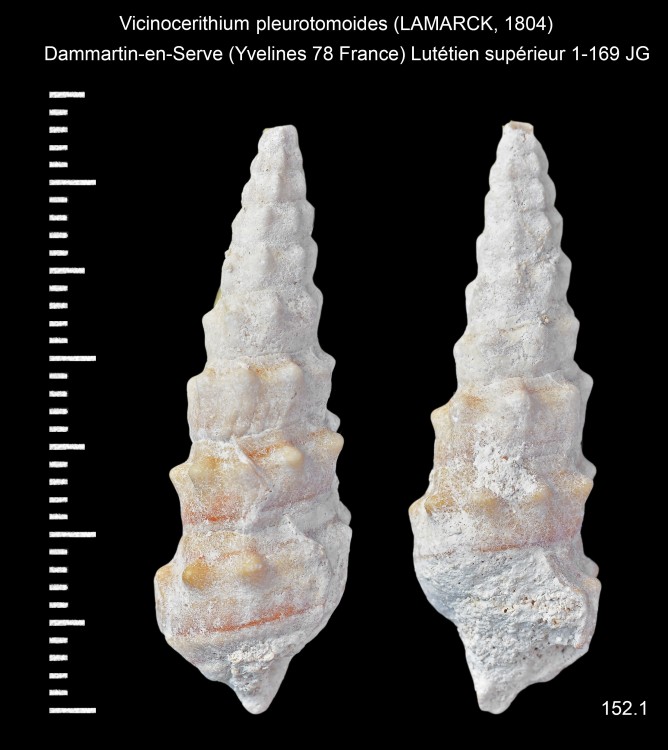 303189314_Vicinocerithiumpleurotomoides(LAMARCK1804).thumb.jpg.57c7ead3e639403aaebdcd404d018579.jpg