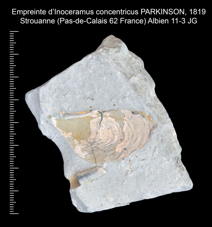 477479247_InoceramusconcentricusPARKINSON1819.thumb.jpg.55f428687ea7d507eb96fd89fe1071d0.jpg