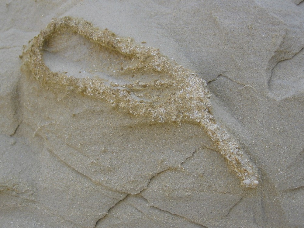 le guepelle coupe du23 027.jpg