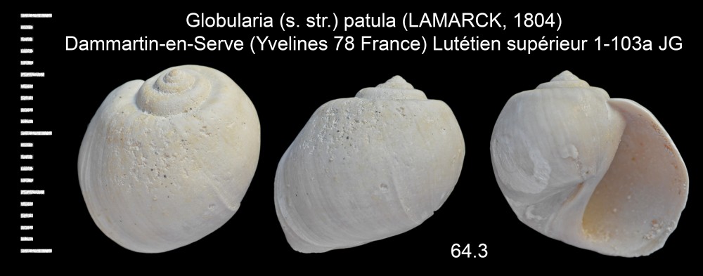 563275287_Globulariapatula(LAMARCK1804).thumb.jpg.7e2d8e15479f8e986b7c76f879237c6e.jpg