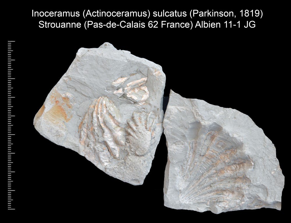 664565888_Inoceramus(Actinoceramus)sulcatus(Parkinson1819).thumb.jpg.d8c81ddce57bde318eda572cf5780ce9.jpg