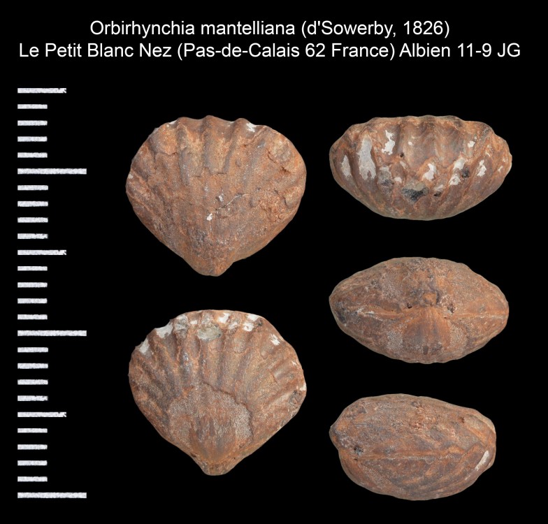 672687710_Orbirhynchiamantelliana(dSowerby1826).thumb.jpg.b6ae65f63a3965b813ce751051c14ae5.jpg