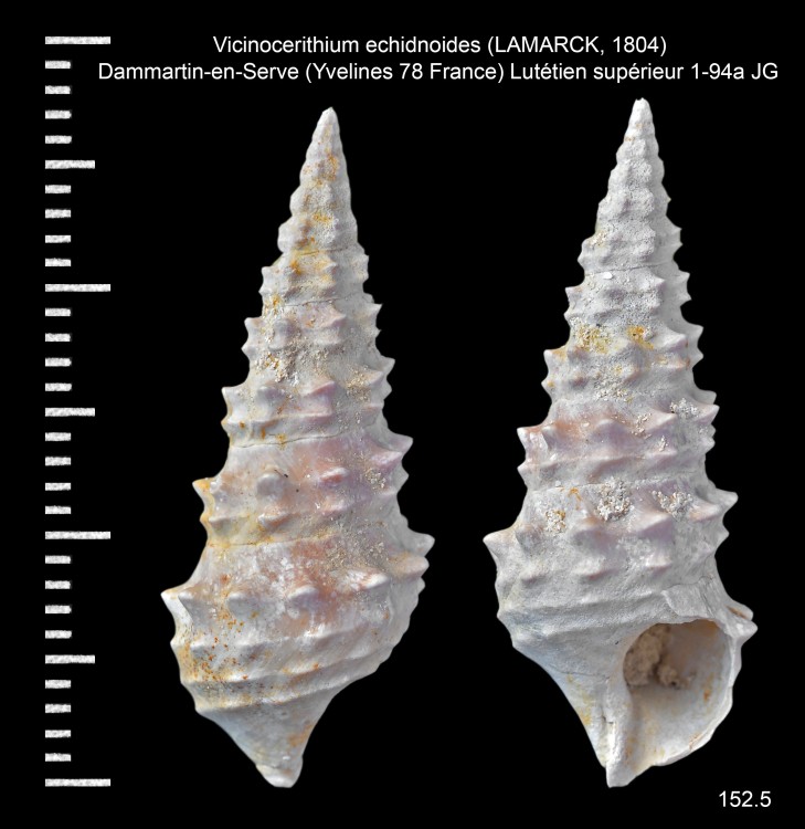 739039206_Vicinocerithiumechidnoides(LAMARCK1804).thumb.jpg.dd8ccf417c4a38d64a6995ad541f5088.jpg
