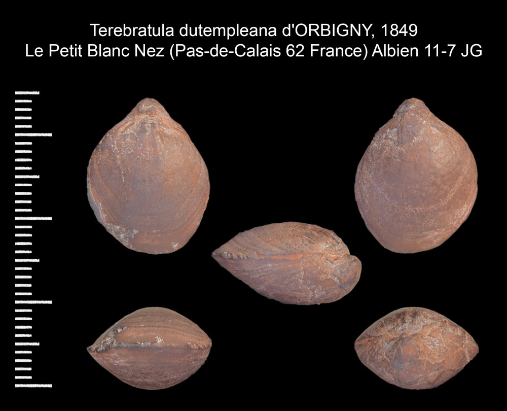796955423_TerebratuladutempleanadORBIGNY1849.thumb.jpg.cd2c24f37f3f3727358aa6decf9f00ec.jpg