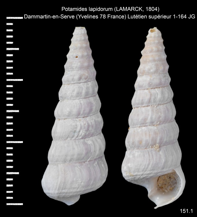 869342130_Potamideslapidorum(LAMARCK1804).thumb.jpg.5d3ed8640d164d2539c52f4fd49b1c4d.jpg