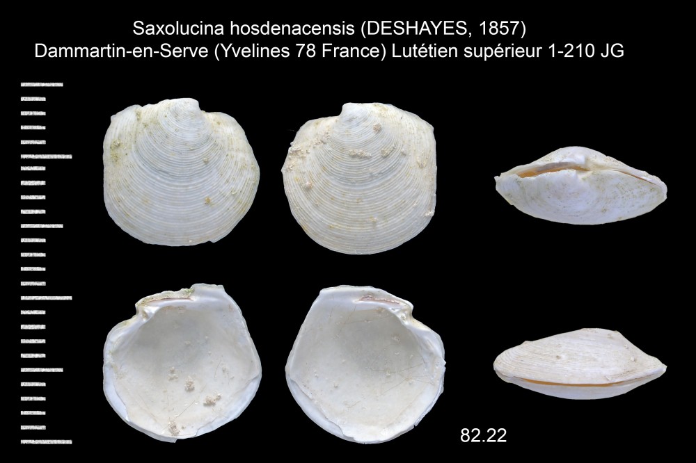 904688812_Saxolucinahosdenacensis(DESHAYES1857).thumb.jpg.d25bc60f1ef48966b5b475adf0f0de31.jpg