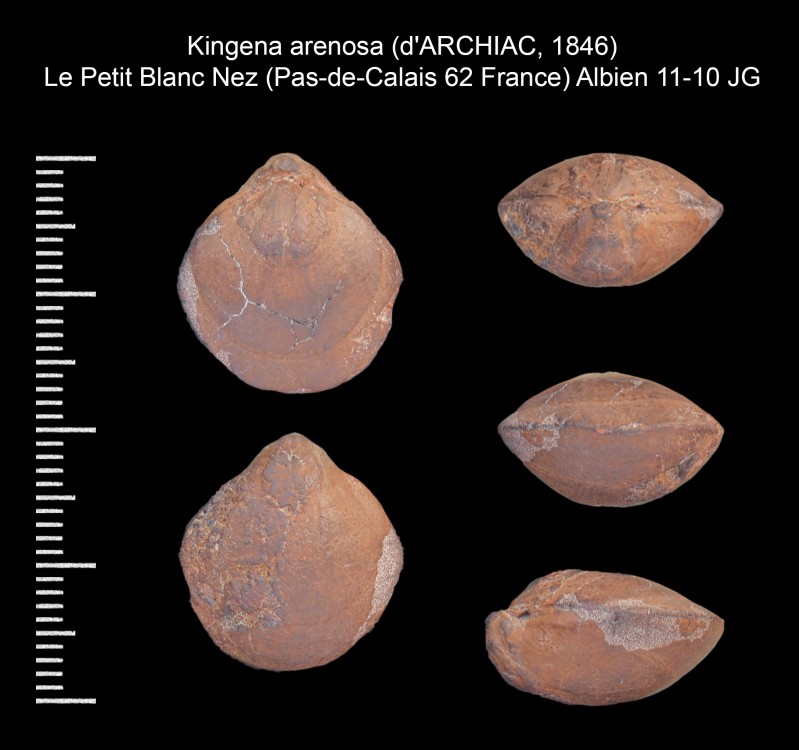 959356228_Kingenaarenosa(dARCHIAC1846).thumb.jpg.8bc3bda49bdb82eae32a9335c21de736.jpg