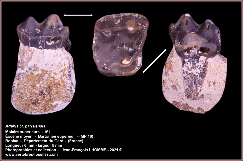 pl_adapis_parisiensis_robiac.jpg