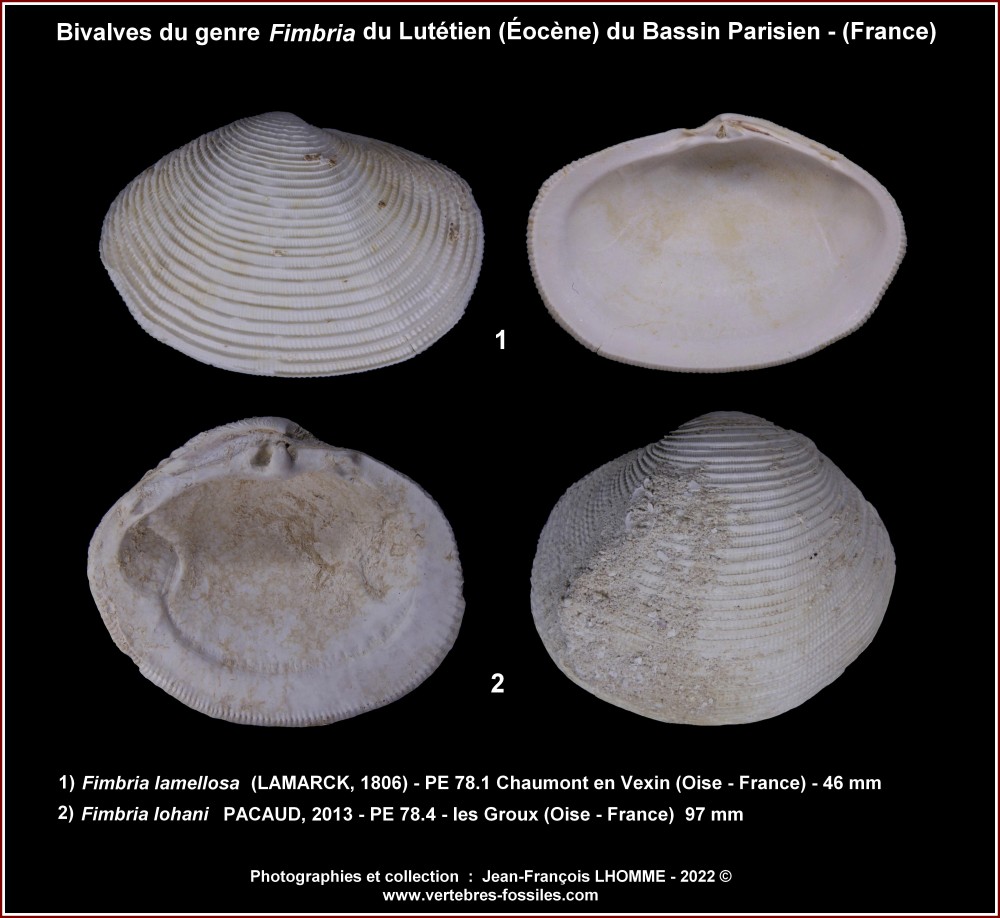 pl_fimbria_eocene_bp.jpg