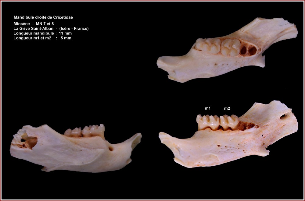 pl_mandibule_mammif_jouy2.jpg