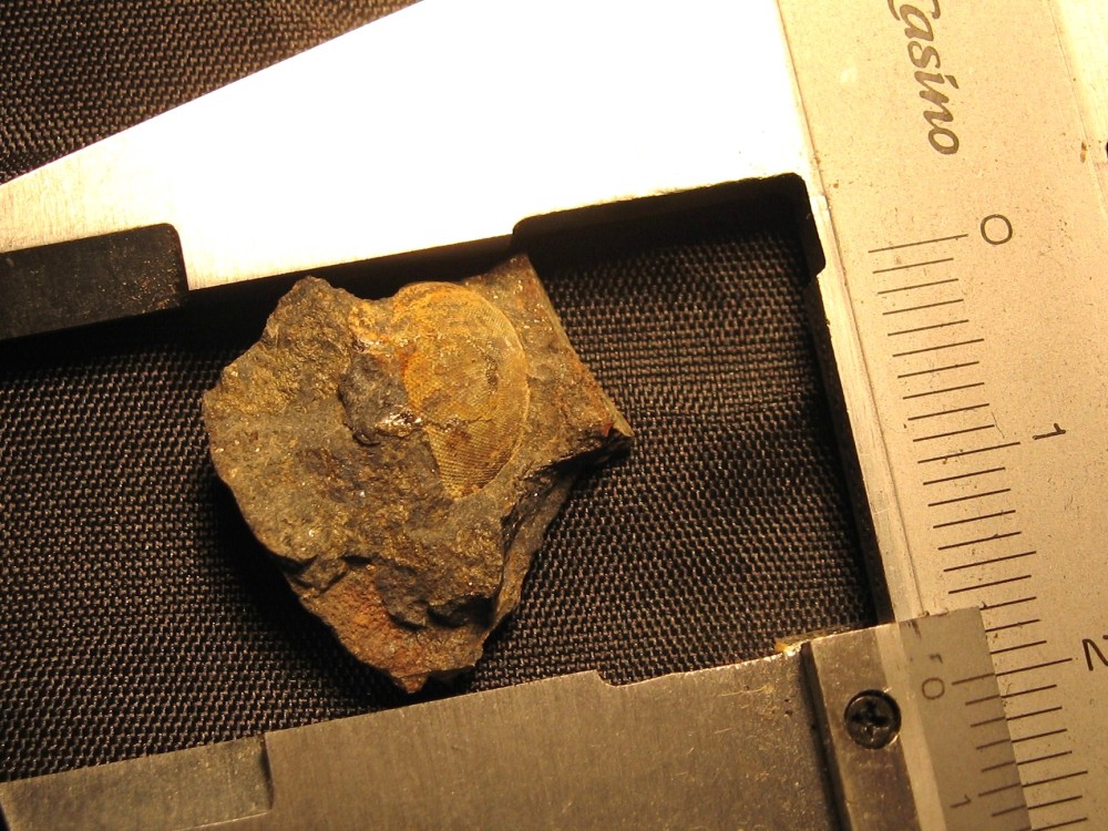 Bassin Ancenis 08-11-2009-14.JPG