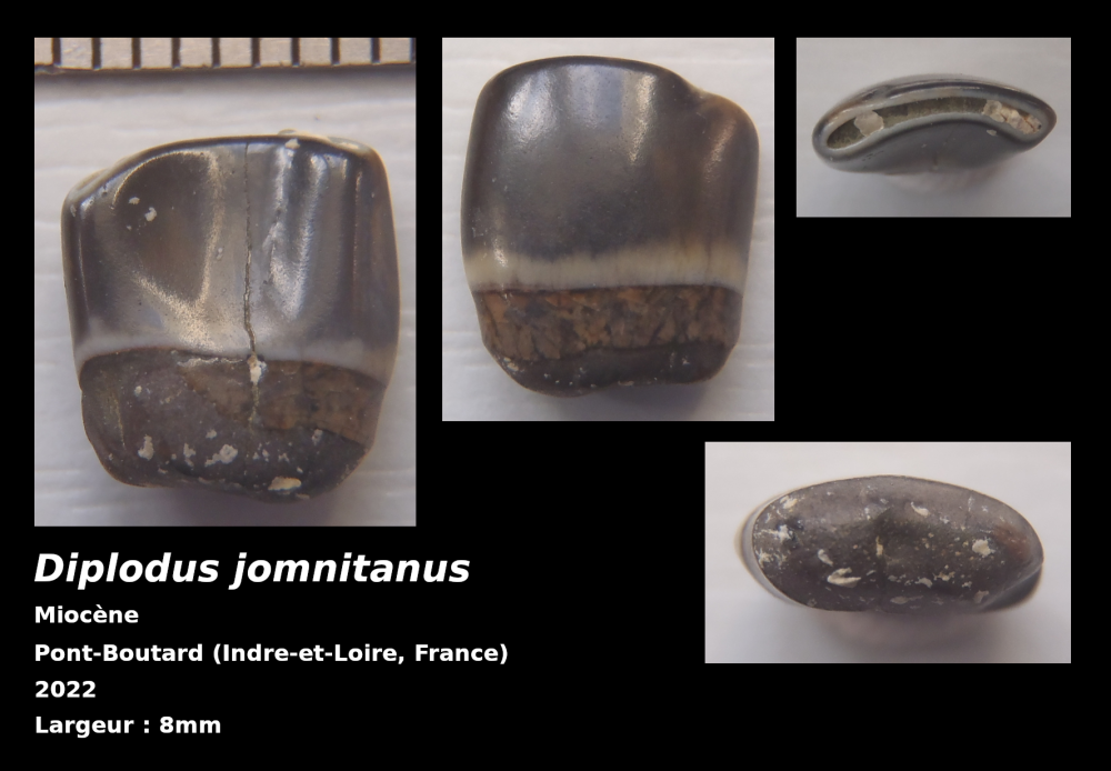 f-pbo-001-diplodus.thumb.png.29ad602618c47b2739e0c40e87fd6f05.png