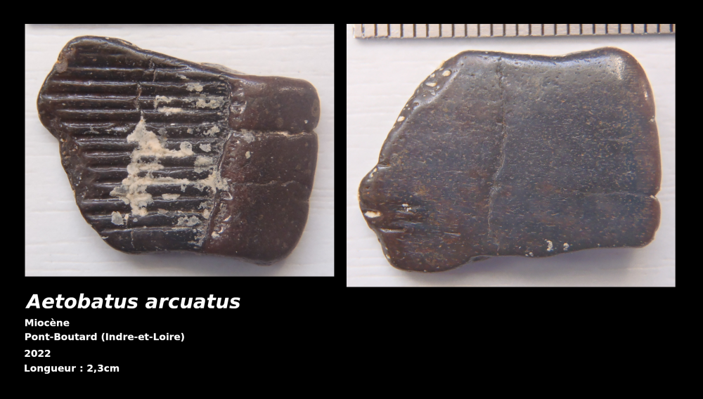 f-pbo-003-aetobatus-arcuatus.thumb.png.ee70e2390c7441aec130a0518e67bb54.png