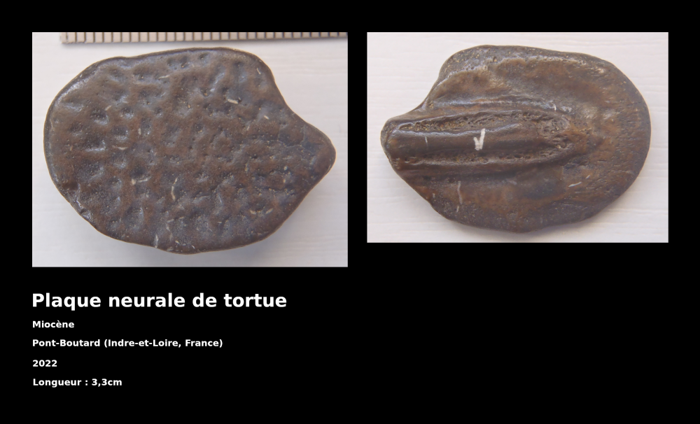 f-pbo-005-osteoderme-tortue.thumb.png.f690991efae60e8ffb2294becbbff06f.png