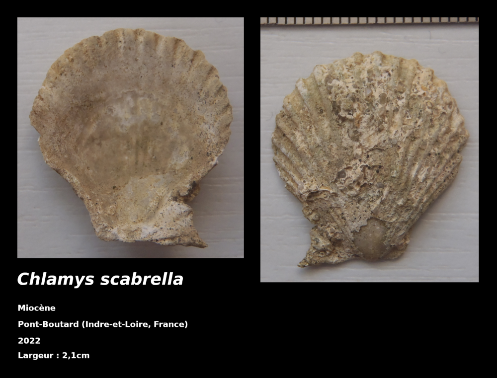f-pbo-008-chlamys.thumb.png.59bc515a3a0b1ff2ca1c4d33568983e1.png