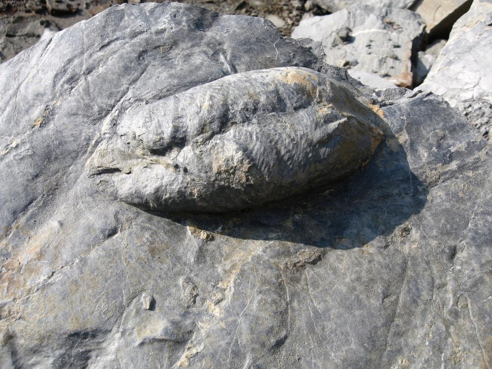 Saint Aubin des Châteaux 17-04-2011 (6).JPG