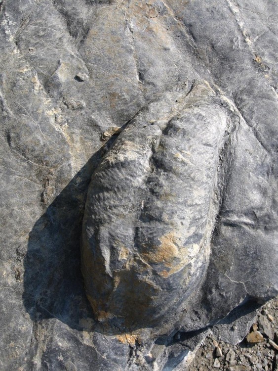 Saint Aubin des Châteaux 17-04-2011 (4).JPG