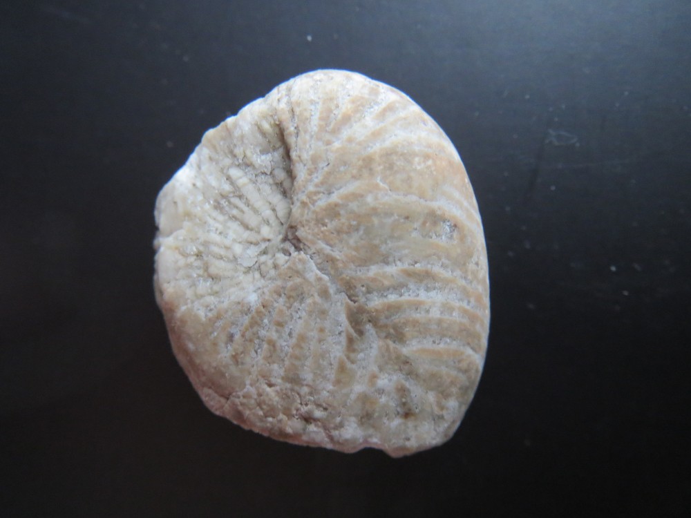 corail fossile (3cm) du jurassique.JPG