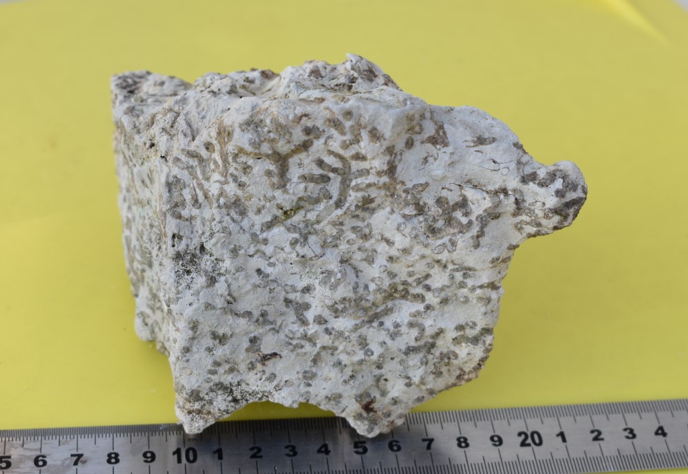 Ichnofossiles Fucoïdes 1 (2).JPG