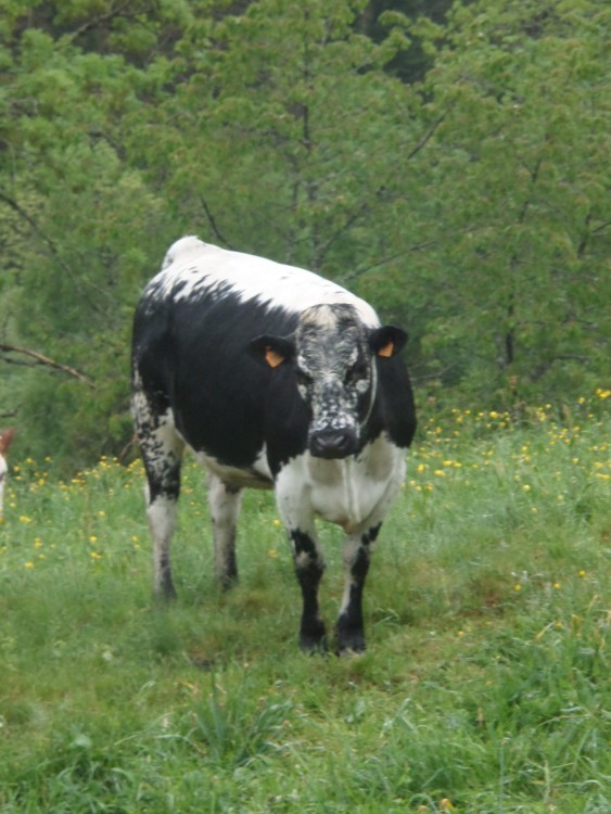 13 mai 2018 vosgienne.jpg1.jpg