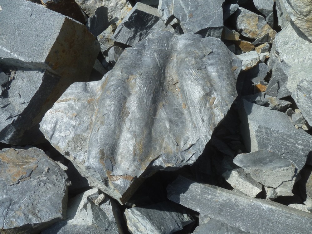 Carrière St Aubin des Chateaux 30-05-2021.JPG