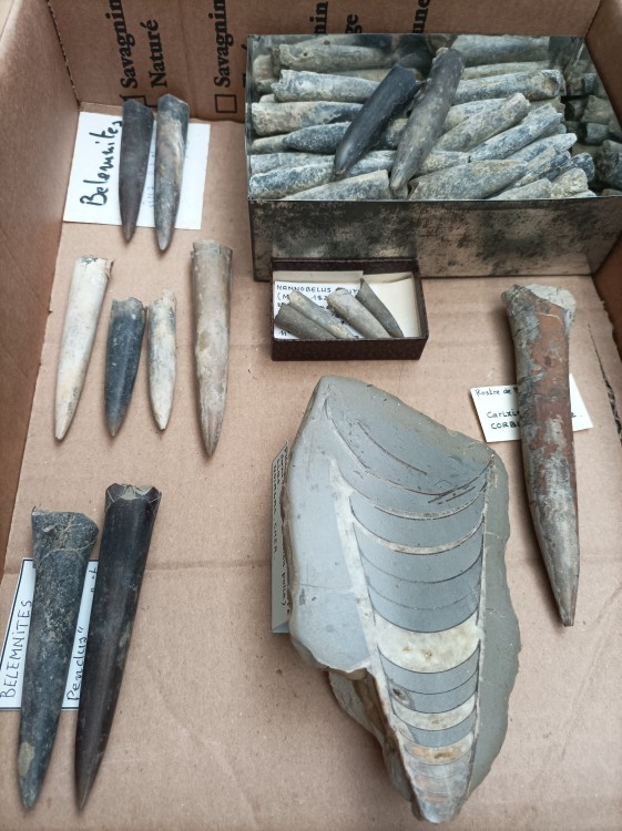 Belemnites.jpg