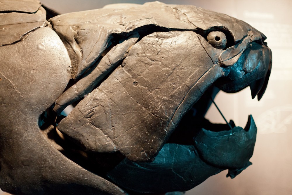 Dunkleosteus_profile.jpg
