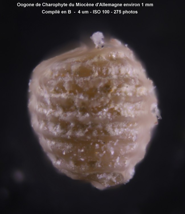 oogone_miocene_allemagne.jpg
