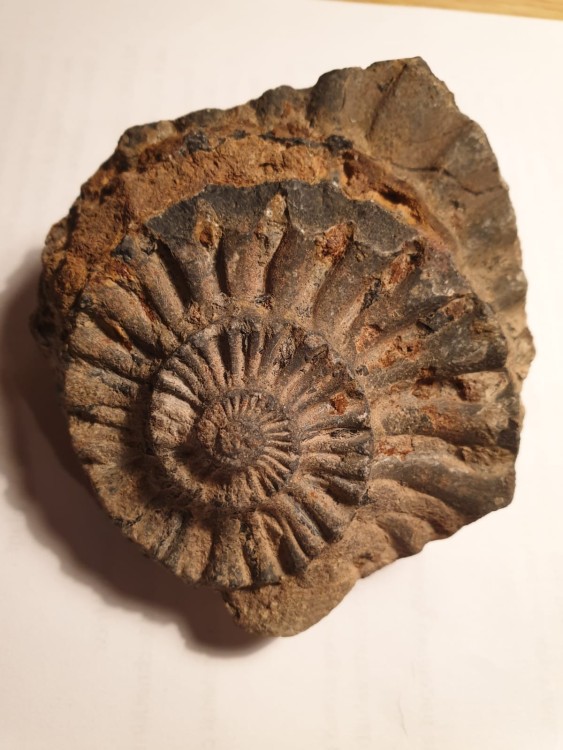 ammonite interior.jpg