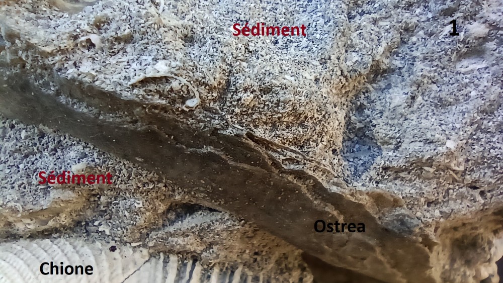 Sediment 3.jpg
