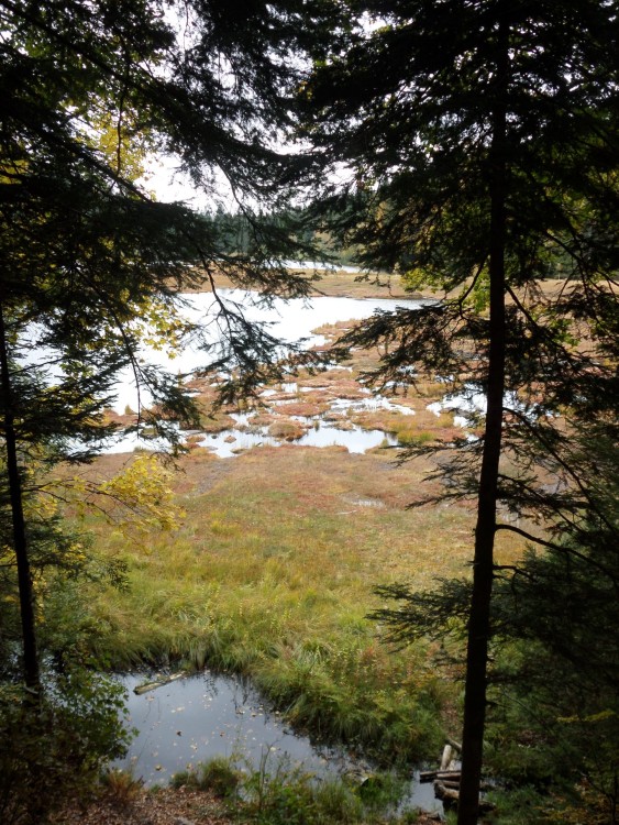 lispach11 oct 2018.jpg