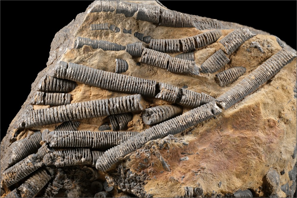 1922285295_Crinode-Maroc-Hfov120mm.thumb.jpg.1e098094748b1ef60209ef542aa5d48e.jpg