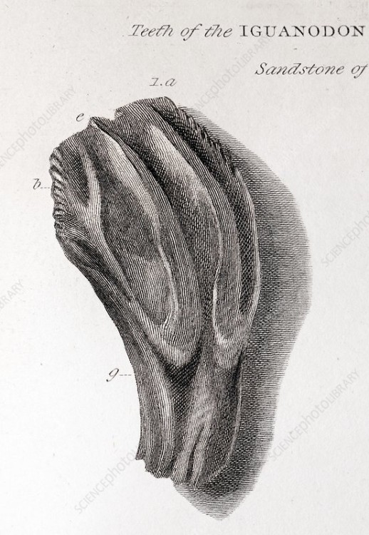 C0289496-Discovery_of_Iguanodon_fossil_teeth,_1825.jpg