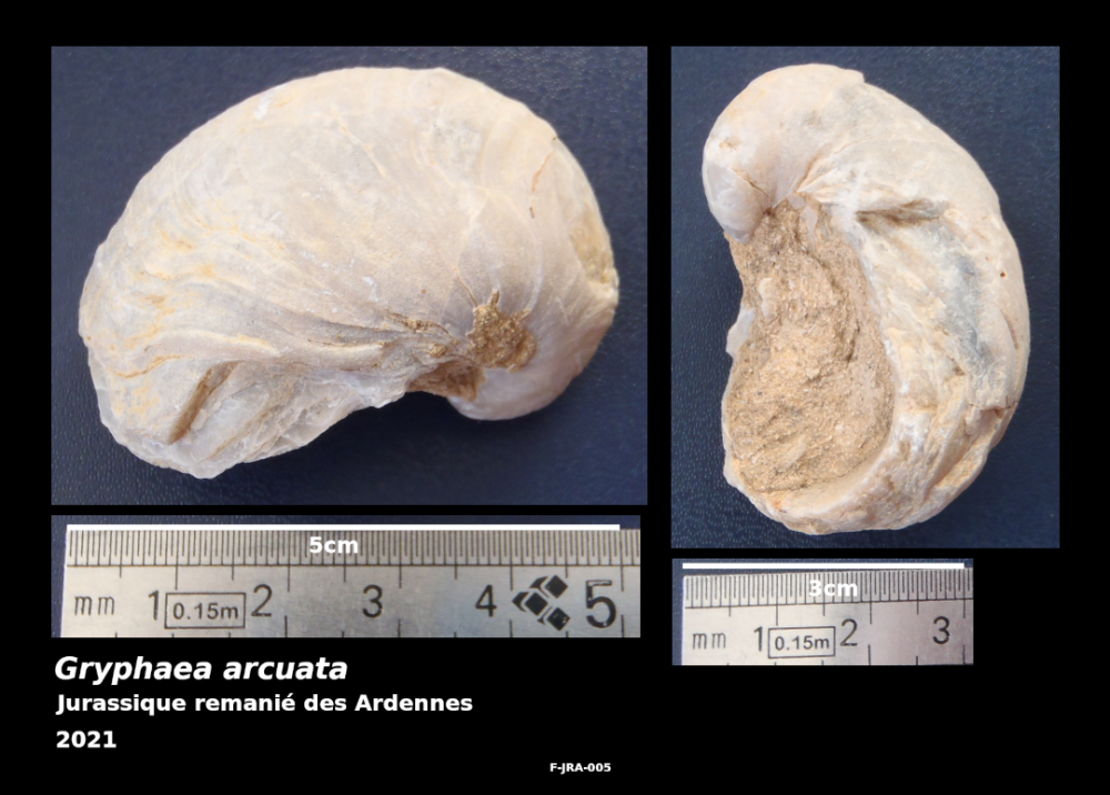 F-JRA-005-gryphaea-arcuata-scale.thumb.png.e833bf538aaa29ed92d52c1f0daff8e1.png