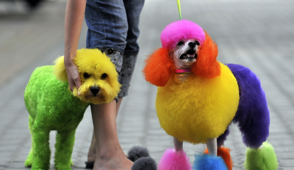 a-woman-walks-with-a-bichon-frise-and-a-poodle-both-coloured-with-various-dyes-on-a-street-in-wuhan_527474.jpg.f075289a1b67fcc5bc82270477e9276e.jpg