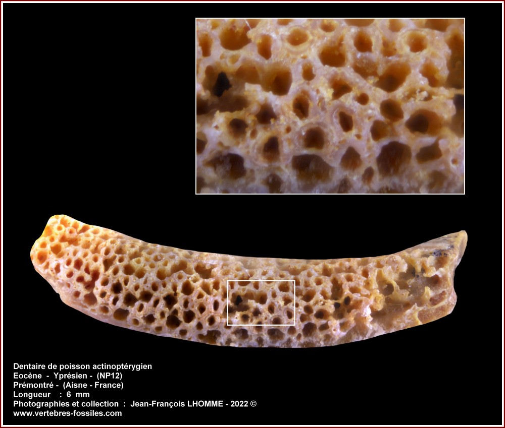 pl_dentaire_poisson_premontre.jpg