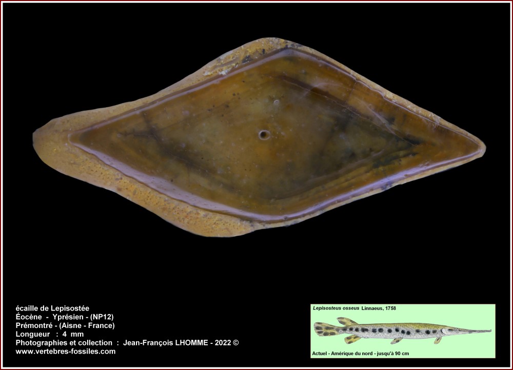 pl_ecaille_lepisostee_premontre.jpg