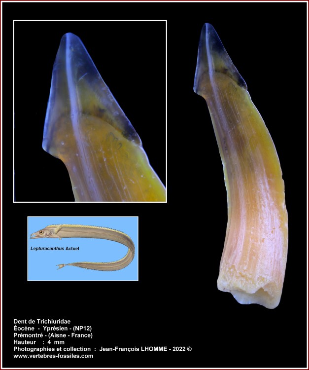 pl_trichiurdiae_premontre.jpg