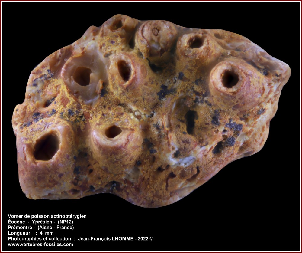 pl_vomer_poisson_premontre.jpg