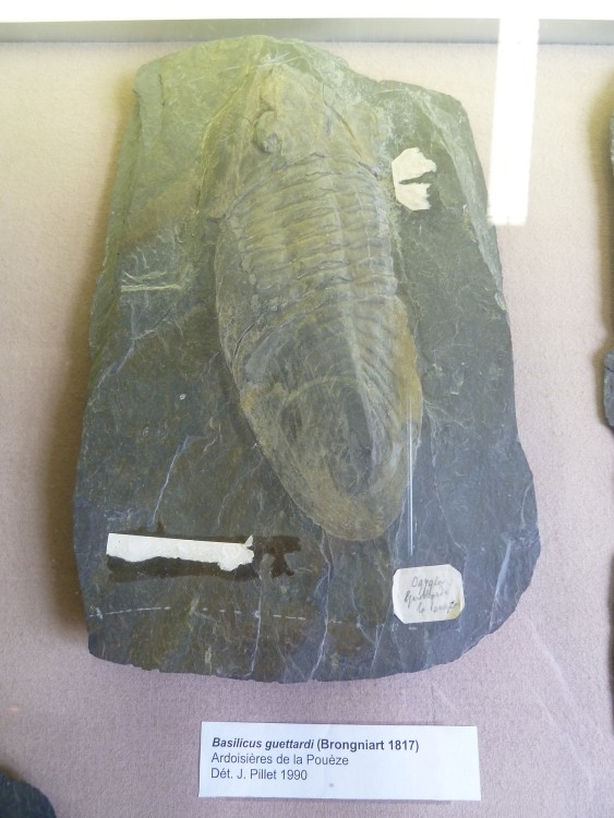 MHN d'Angers 05-06-2011 (15).JPG