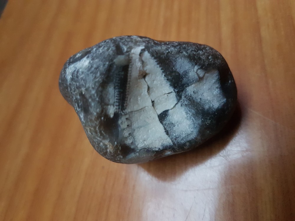 312364957_5401786413253499_3014235065365031567_n (1).jpg