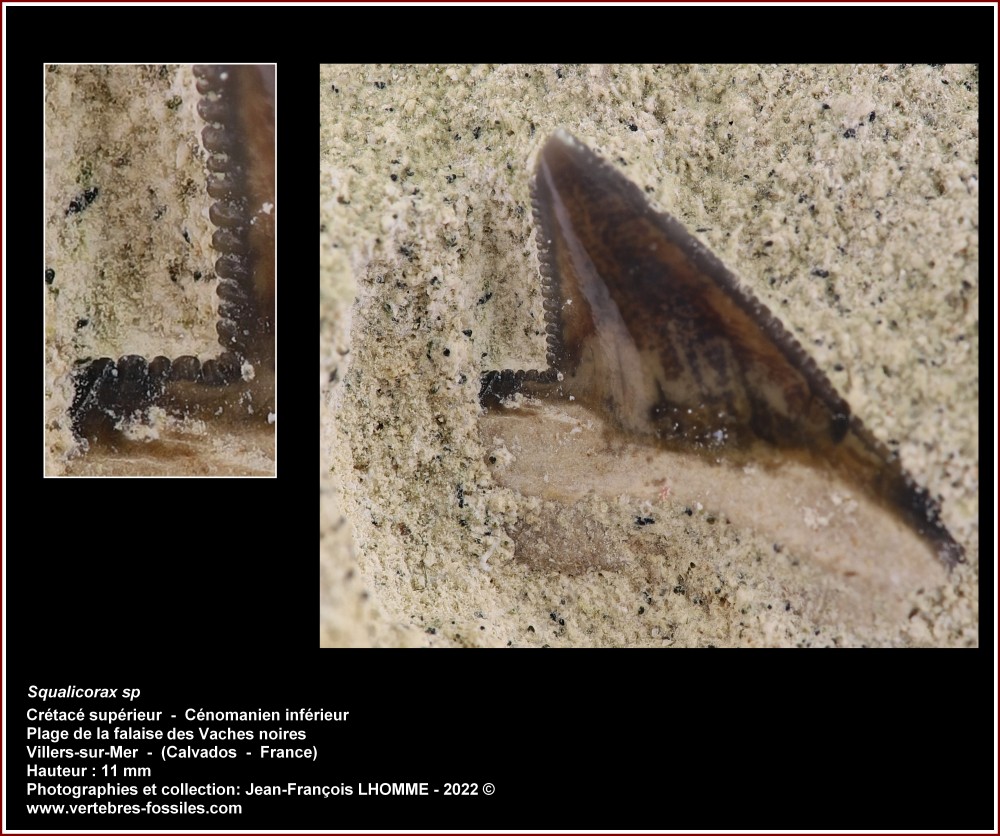 pl_squalicorax_cenomanien_vsm.jpg