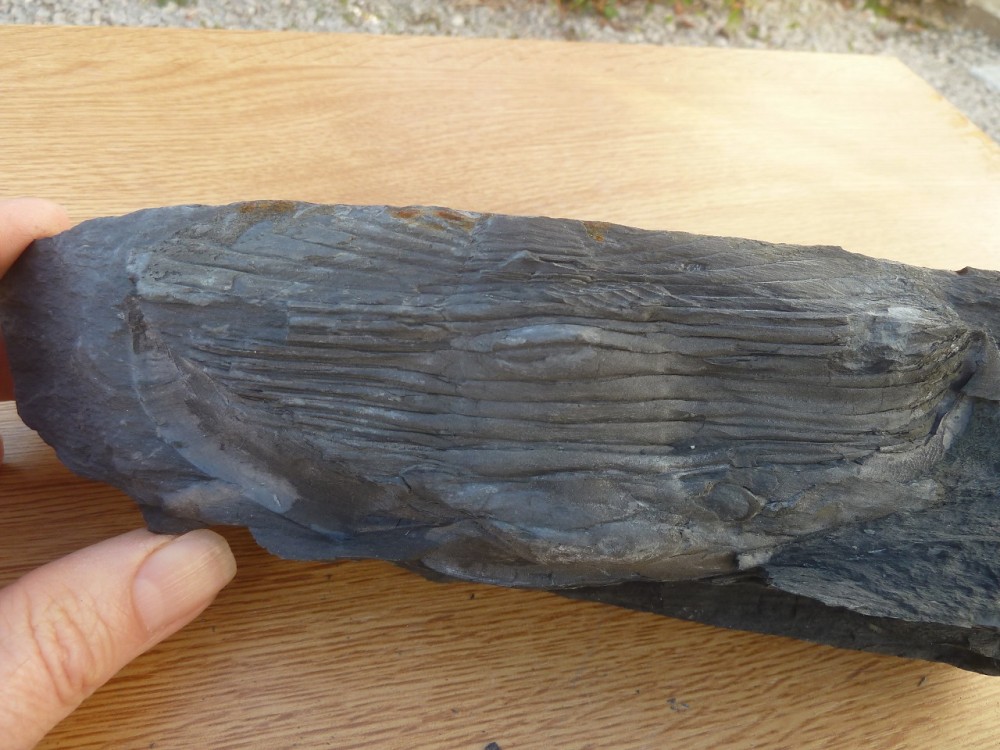 Trilo 07-2020 (58).JPG