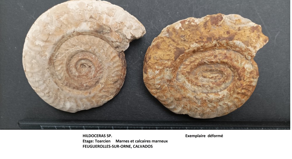 Hildoceras déformée.jpg