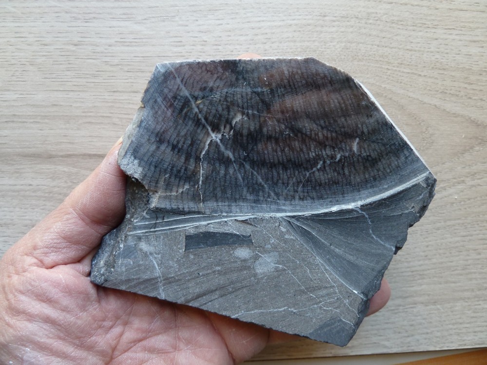 Coraux Erbray (6).JPG