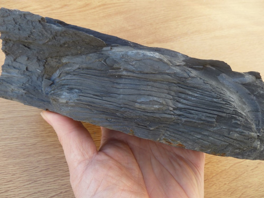 Trilo 07-2020 (60).JPG