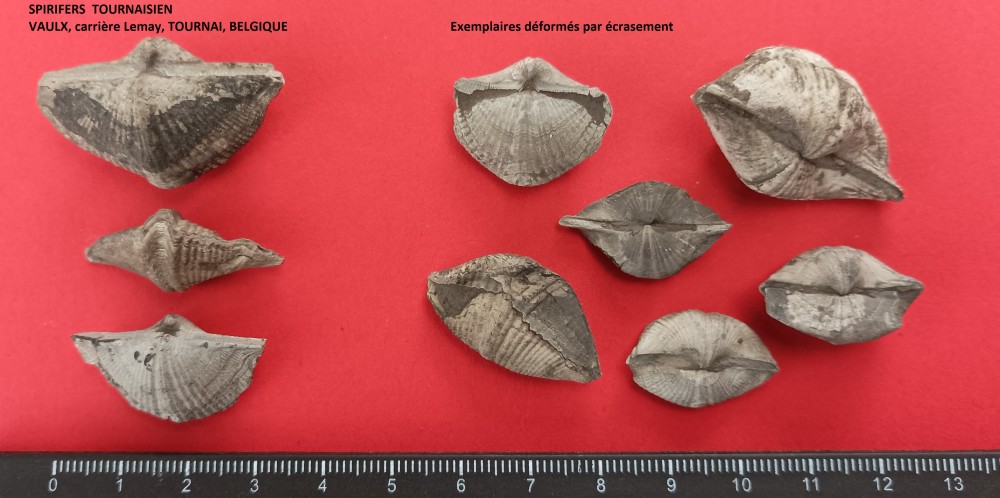 Spirifers 1 - 2.jpg