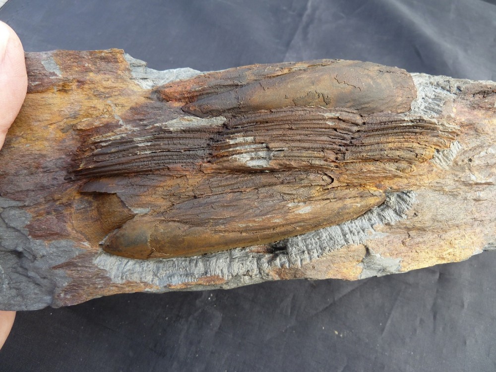 Ordovicien Sud Rennes (24).JPG